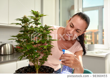A woman grows a cannabis bush at home, processes the leaves, a disease of the bushes. cannabis for medicinal purposes A woman grows a cannabis bush at home, processes the leaves, a disease of the bushes. cannabis for medicinal purposes 98360455