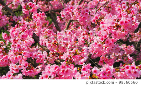 Scenery of Angyo Kanzakura at the Saitama Prefectural Flower and Green Promotion Center (Kawaguchi City, Saitama Prefecture) (2022) 98360560