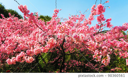 Scenery of Angyo Kanzakura at the Saitama Prefectural Flower and Green Promotion Center (Kawaguchi City, Saitama Prefecture) (2022) 98360561