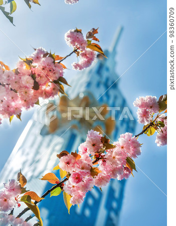 Cherry blossom branch in Batumi and some skyscraper hotel  there 98360709