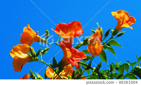 景觀與Nozenkazura的花 98361004