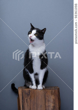 tuxedo cat meowing on gray background tuxedo cat meowing on gray background 98361098