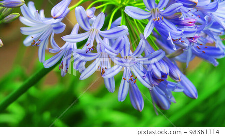 百子花(Murasaki Kunsiran) 百子花(Murasaki Kunsiran) 98361114