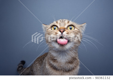 Cat, profile, funny Cut Out Stock Images & Pictures - Page 2 - Alamy