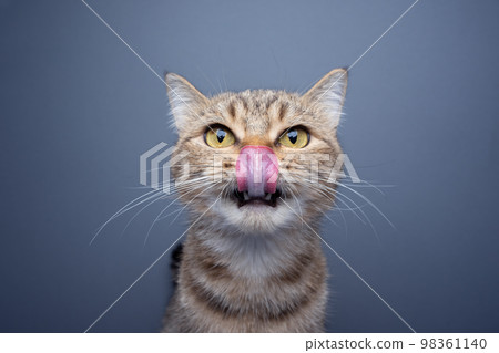 hungry cat licking over nose portrait hungry cat licking over nose portrait 98361140