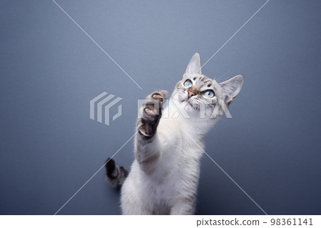 playful kitten raising paw showing claws 98361141