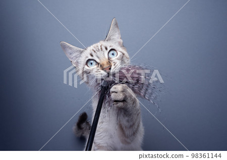 cute kitten playing with feather toy looking at camera funny 98361144