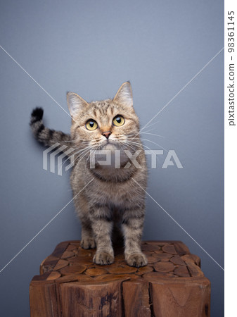 curious tabby cat standing on wooden pedestal portrait curious tabby cat standing on wooden pedestal portrait 98361145