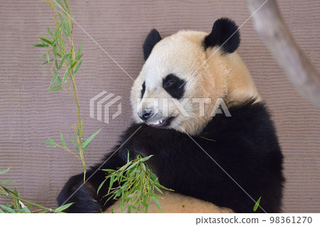楓浜美味地吃著竹子 楓浜美味地吃著竹子 98361270