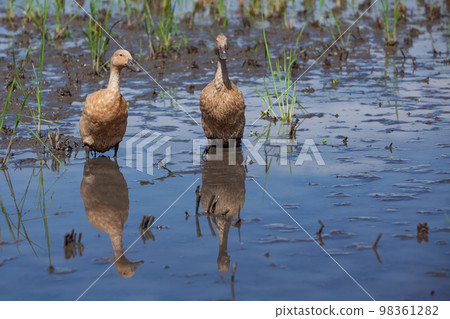 Flock of domestic ducks in Balinese rice field Flock of domestic ducks in Balinese rice field 98361282