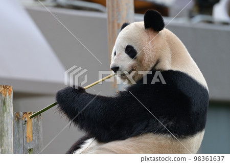 Sakurahama eating bamboo deliciously 98361637