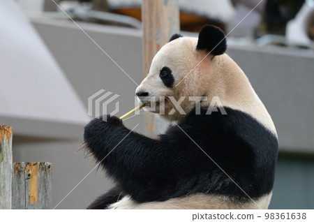 Sakurahama eating bamboo deliciously 98361638