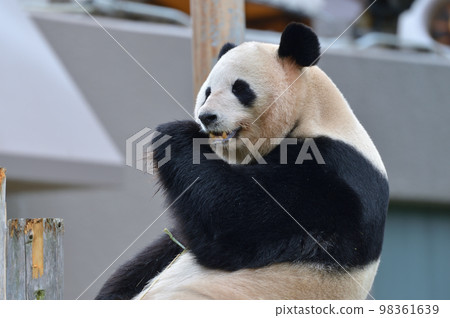 Sakurahama eating bamboo deliciously 98361639