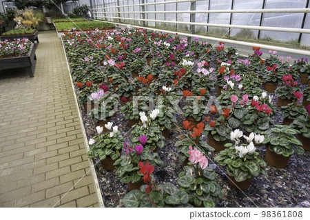 Houseplant greenhouse with various plants on shelves. A close-up of a shelf with alpine violets. Cyclamen Coum grows in a greenhouse in winter. Organically grown plants Houseplant greenhouse with various plants on shelves. A close-up of a shelf with alpine violets. Cyclamen Coum grows in a greenhouse in winter. Organically grown plants 98361808