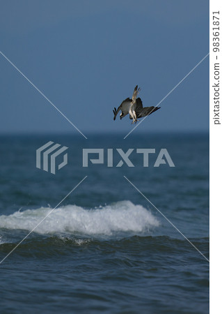 Osprey diving into the sea for food Osprey diving into the sea for food 98361871
