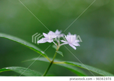 Many-leaf flowers blooming in the rainy season Hydrangea 98361978