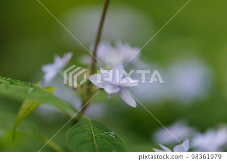 Many-leaf flowers blooming in the rainy season Hydrangea 98361979