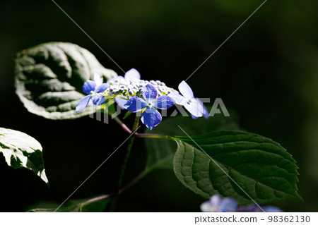 Many-leaf flowers blooming in the rainy season Hydrangea Many-leaf flowers blooming in the rainy season Hydrangea 98362130