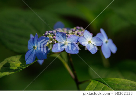雨季繡球花盛開的多葉花 98362133