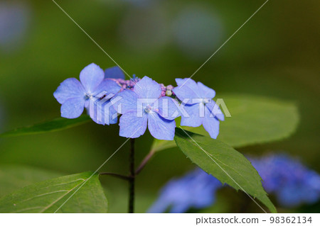 雨季繡球花盛開的多葉花 98362134