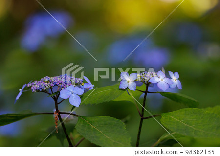 雨季繡球花盛開的多葉花 雨季繡球花盛開的多葉花 98362135