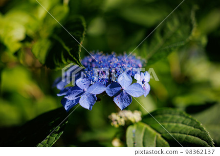 雨季繡球花盛開的多葉花 雨季繡球花盛開的多葉花 98362137