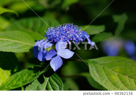 雨季繡球花盛開的多葉花 98362138