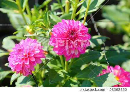 大麗花花 98362860