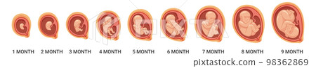 Fetal stages. Human embryo growth process. Pregnancy cartoon icon 98362869