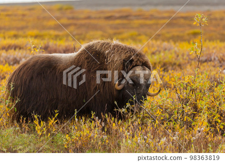 Musk ox Musk ox 98363819