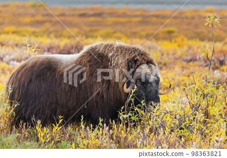 Musk ox 98363821
