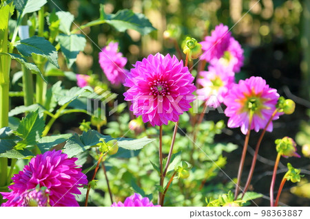 大麗花花 98363887