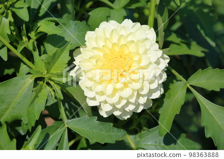 大麗花花 98363888