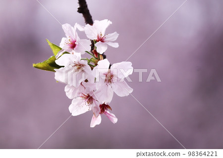 The arrival of spring and beautiful cherry blossoms The arrival of spring and beautiful cherry blossoms 98364221