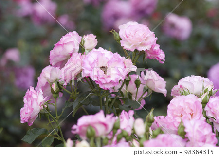 Pink and white roses are in bloom in the rose garden. The name of this rose is Bordur Rose. Pink and white roses are in bloom in the rose garden. The name of this rose is Bordur Rose. 98364315