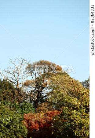 In parks and forests across the country, oak trees can be mistaken for autumn leaves. 98364333