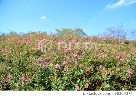 Issai sulpeberry flowers 98364374
