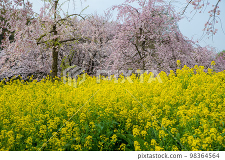 Cherry blossoms in full bloom Ageo Maruyama Park Spring scenery 98364564