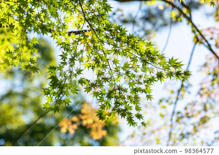 [Japan] Branches and leaves of green autumn leaves at Inage Sengen Shrine in Chiba 98364577