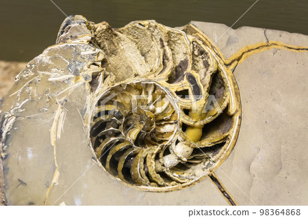 Nautilus, a pelagic marine mollusc of the cephalopod family Nautilidae. Nautilus, a pelagic marine mollusc of the cephalopod family Nautilidae. 98364868