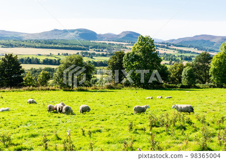 Landscape in the Highlands of Scotland Landscape in the Highlands of Scotland 98365004