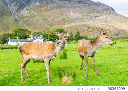 European red deers in the Highlands of Scotland. European red deers in the Highlands of Scotland. 98365009
