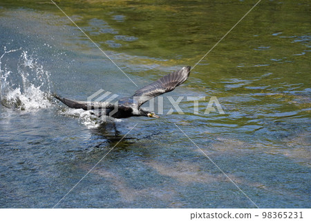 Cormorant flight Cormorant flight 98365231