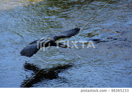 Cormorant Cormorant 98365233