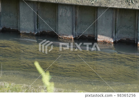 一排鯉魚 一排鯉魚 98365256