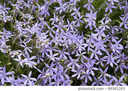 Isotoma flowers are in bloom in the park. The scientific name is Isotoma. 98365263
