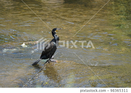 Cormorants are twilight 98365311