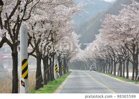 road with cherry trees 98365599