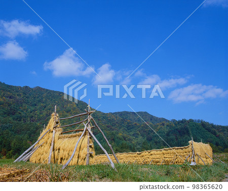 Rice rack rack Rural scenery Rice rack rack Rural scenery 98365620