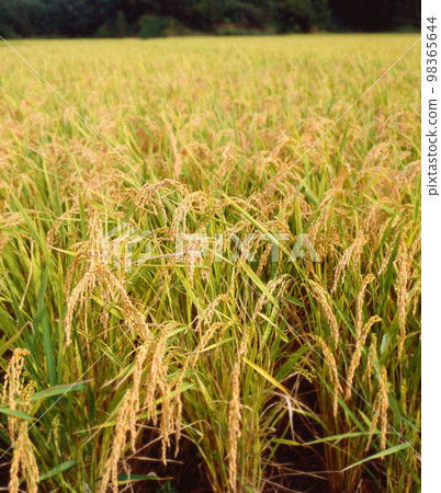 Rice field Rice field 98365644